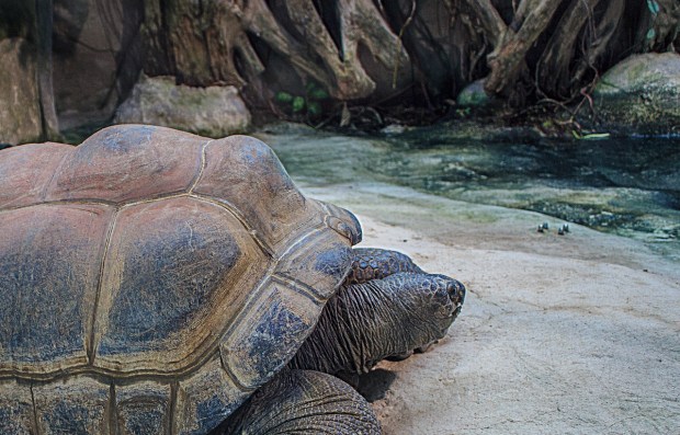 seychelles-giant-tortoises-854045_1280