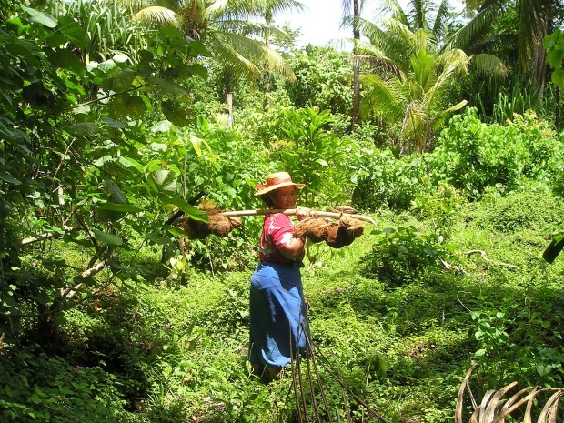 Harvesting coconuts in Samoa