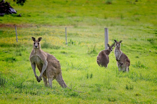 Kangaroos