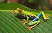 costa-rican-red-eyed-tree-frog